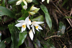 Coelogyne nervosa